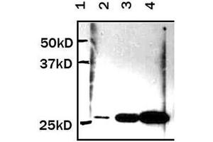 Western Blotting (WB) image for anti-Yellow Fluorescent Protein (YFP) (N-Term) antibody (ABIN1109530) (YFP anticorps  (N-Term))