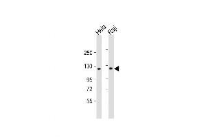 Western Blot at 1:1000 dilution Lane 1: Hela whole cell lysate Lane 2: Raji whole cell lysate Lysates/proteins at 20 ug per lane. (NFkB anticorps  (C-Term))