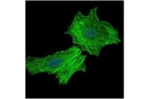 Immunofluorescence (IF) image for anti-Argininosuccinate Synthase 1 (ASS1) antibody (ABIN1105454)