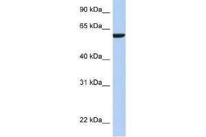 AMIGO3 antibody used at 1 ug/ml to detect target protein. (AMIGO3 anticorps  (N-Term))