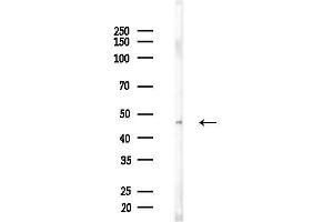 Western blot analysis of lysates from Mouse liver, using CHS Antibody at 1/1000 dilution.