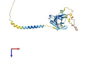 AlphaFold protein structure predicition of Mouse Recombinant Tnmd Protein, UniprotID Q9EP64
