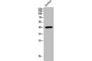 Western Blot analysis of Jurkat cells using Olfactory receptor 2AP1 Polyclonal Antibody