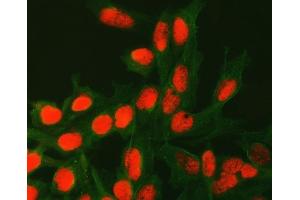 IF analysis of ATG4C using anti-ATG4C antibody (ABIN7599415) and anti-Tubulin Alpha antibody (ABIN7600339).