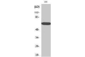 Western Blotting (WB) image for anti-RNA Polymerase II Associated Protein 2 (RPAP2) (C-Term) antibody (ABIN3186836)