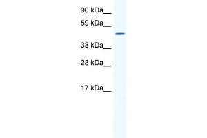WB Suggested Anti-SP1 Antibody Titration:  1. (SP1 anticorps  (Middle Region))