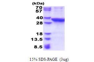 SDS-PAGE (SDS) image for Proline Synthetase Co-Transcribed (PROSC) (AA 1-275) protein (His tag) (ABIN5853639)
