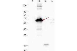 Western blot showing detection of 0. (YBX3/DBPA anticorps)