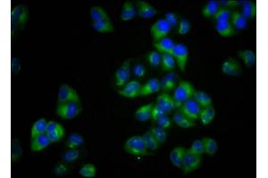 Immunofluorescence staining of Hela cells with ABIN7160327 at 1:100, counter-stained with DAPI.