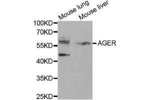 Western blot analysis of extracts of various tissues, using AGER antibody.