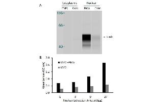 Transcription factor assay of jun-B from nuclear extracts of K562 cells or K562 cells treated with PMA (50 ng/ml) for 3 hr. (JunB Kit ELISA)