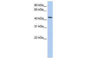 VPS4A antibody used at 1 ug/ml to detect target protein. (VPS4A anticorps)