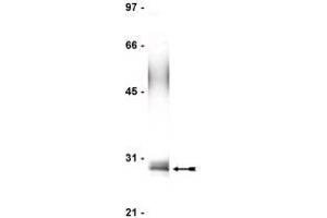 Image no. 1 for anti-Fas (TNFRSF6)-Associated Via Death Domain (FADD) antibody (ABIN211922) (FADD anticorps)