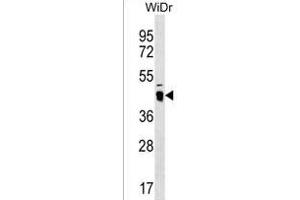 ATAD3C Antibody (Center) (ABIN1537869 and ABIN2850335) western blot analysis in WiDr cell line lysates (35 μg/lane). (ATAD3C anticorps  (AA 146-172))