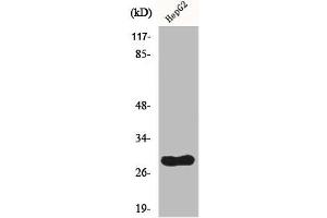 Western Blot analysis of HepG2 cells using CdcA3 Polyclonal Antibody (CDCA3 anticorps  (C-Term))