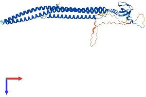 AlphaFold protein structure predicition of Human Recombinant PSTPIP1 Protein, UniprotID O43586