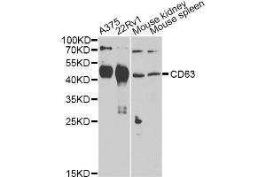 Western blot analysis of extracts of various cell lines, using CD63 Antibody (ABIN5974980) at 1/1000 dilution. (CD63 anticorps)