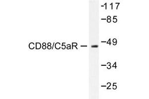 Image no. 1 for anti-Complement Component 5a Receptor 1 (C5AR1) antibody (ABIN272007) (C5AR1 anticorps)