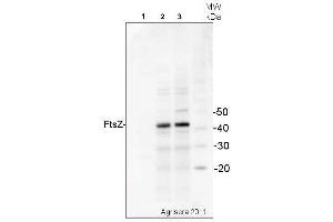 Western Blotting (WB) image for anti-Procaryotic Cell Division Gtpase (Ftsz) antibody (ABIN2749235) (Ftsz anticorps)