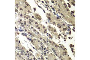 Immunohistochemistry of paraffin-embedded human stomach using SUB1 antibody.