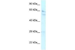 Western Blot showing RBBP5 antibody used at a concentration of 1. (RBBP5 anticorps  (Middle Region))