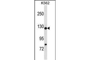 Western blot analysis in K562 cell line lysates (35ug/lane). (HIRA anticorps  (N-Term))