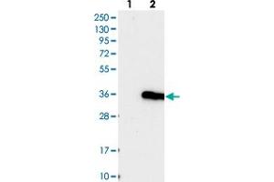 Western blot analysis of Lane 1: Negative control (vector only transfected HEK293T lysate), Lane 2: Over-expression Lysate (Co-expressed with a C-terminal myc-DDK tag (~3. (IFT43 anticorps)