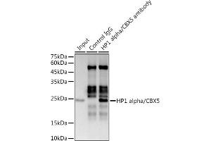 Immunoprecipitation analysis of 300 μg extracts of MCF7 cells using 3 μg HP1 alpha/CBX5 antibody (ABIN1678748, ABIN3018030, ABIN3018031 and ABIN7101571).