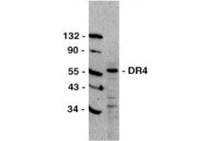 Western Blotting (WB) image for anti-Tumor Necrosis Factor Receptor Superfamily, Member 10a (TNFRSF10A) (C-Term) antibody (ABIN2479547) (TNFRSF10A anticorps  (C-Term))