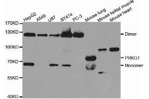 Western blot analysis of extracts of various cell lines, using PRKG1 antibody. (PRKG1 anticorps  (AA 1-300))