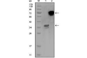 Western Blot showing HPS1 antibody used against truncated HPS1 recombinant protein (1) and HPS1-hIgGFc transfected CHO-K1 cell lysate (2). (HPS1 anticorps)