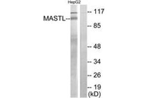 Western blot analysis of extracts from HepG2 cells, using MASTL Antibody. (MASTL anticorps  (AA 821-870))