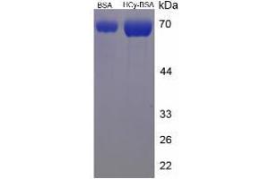 Image no. 1 for Homocysteine (HCY) protein (BSA) (ABIN1880291) (Homocysteine Protein (HCY) (BSA))