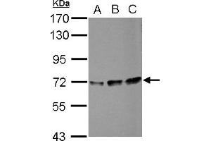 Image no. 2 for anti-Peptidylprolyl Isomerase (Cyclophilin)-Like 4 (PPIL4) (AA 1-172) antibody (ABIN1500366)