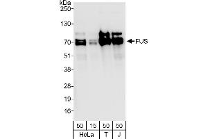 Western Blotting (WB) image for anti-Fused in Sarcoma (FUS) (C-Term) antibody (ABIN7453401) (FUS anticorps  (C-Term))