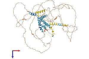 AlphaFold protein structure predicition of Human Recombinant AKAP8 Protein, UniprotID O43823