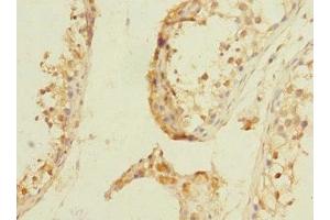 Immunohistochemistry of paraffin-embedded human testis tissue using ABIN7161998 at dilution of 1:100 (NPM2 anticorps  (AA 1-136))