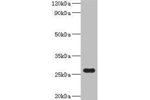 anti-FRE (AA 2-233) antibody