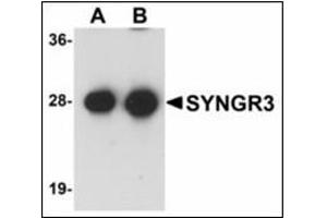 Western blot analysis of SYNGR3 in mouse brain tissue lysate with SYNGR3 antibody at (A) 1 and (B) 2 µg/ml . (Synaptogyrin 3 anticorps  (C-Term))