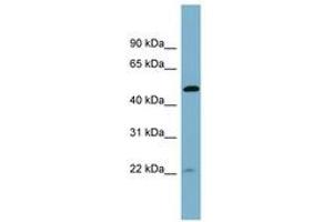 Image no. 1 for anti-HAUS Augmin-Like Complex, Subunit 7 (HAUS7) (AA 143-192) antibody (ABIN6742001) (HAUS7 anticorps  (AA 143-192))