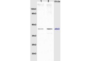 L1 rat brain lysates, L2 mouse embryos lysates probed (ABIN750748) Anti-GTPBP10 Polyclonal, Unconjugated at 1:200 in 4 °C.