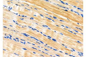 ABIN6258583 and ABIN6274823 at 1/100 staining Rat stomach tissue by IHC-P.