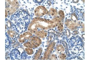 LONRF1 antibody was used for immunohistochemistry at a concentration of 4-8 ug/ml to stain EpitheliaI cells of renal tubule (arrows) in Human Kidney. (LONRF1 anticorps  (N-Term))