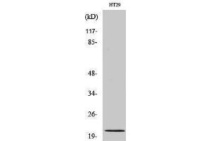 Western Blotting (WB) image for anti-Mitochondrial Ribosomal Protein L24 (MRPL24) (N-Term) antibody (ABIN3185648)