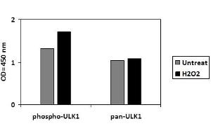 C2C12 cells were untreated or treated with 1mM H2O2 for 15 min.