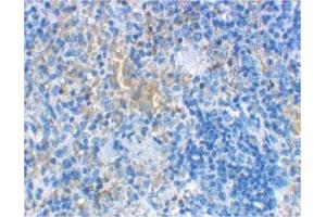 Image no. 1 for anti-Lymphocyte Antigen 96 (LY96) antibody (ABIN204170) (LY96 anticorps)