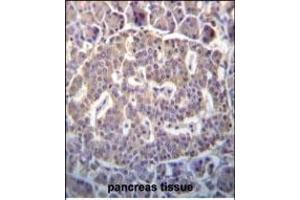 SCYL1 Antibody (N-term) (ABIN652299 and ABIN2841349) immunohistochemistry analysis in formalin fixed and paraffin embedded human pancreas tissue followed by peroxidase conjugation of the secondary antibody and DAB staining. (SCYL1 anticorps  (N-Term))