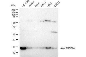 Western blotting analysis using FKBP1A antibody (ABIN7798624).