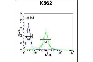 Flow cytometric analysis of K562 cells (right histogram) compared to a negative control cell (left histogram). (GAS2L1 anticorps  (C-Term))