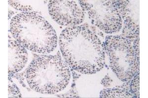 IHC-P analysis of Mouse Testis Tissue, with DAB staining. (FLT1 anticorps  (AA 27-329))